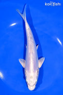 7.75" DOITSU GIN MATSUBA