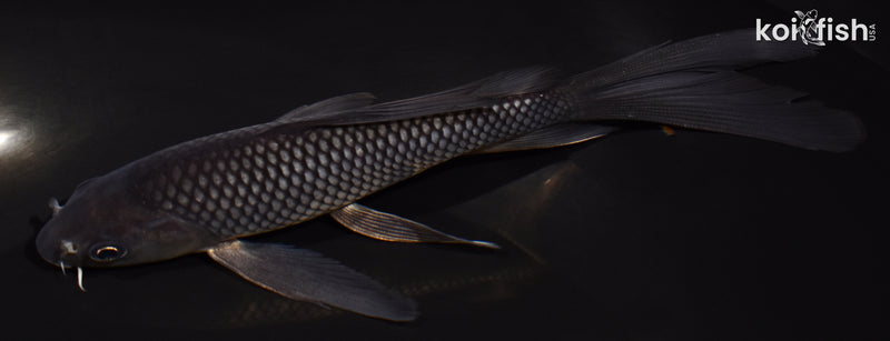 6.25" SOROGOI BUTTERFLY