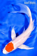 7.5" TANCHO HARIWAKE BUTTERFLY