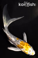 4" GINRIN KUJAKU BUTTERFLY