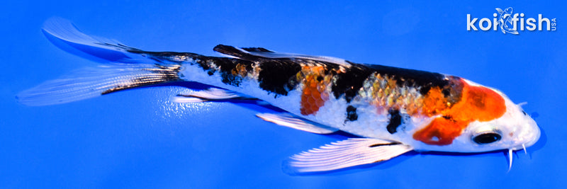 5.25" YAMATO NISHIKI BUTTERFLY