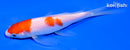 5.25" NIDAN KOHAKU BUTTERFLY