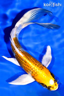 7.5" KUJAKU BUTTERFLY