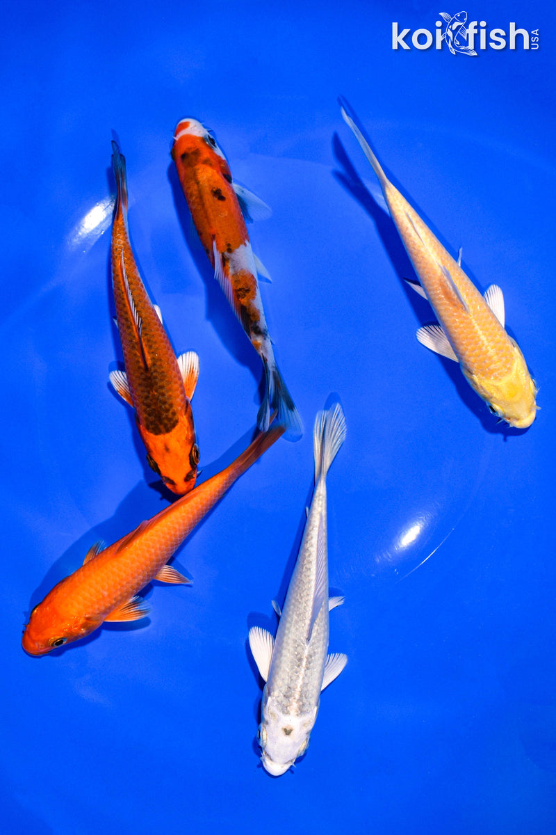 PACK OF (5) 4-5" STANDARD KOI