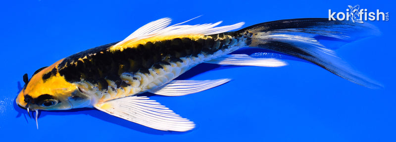 5.75" KIN KIKOKURYU BUTTERFLY