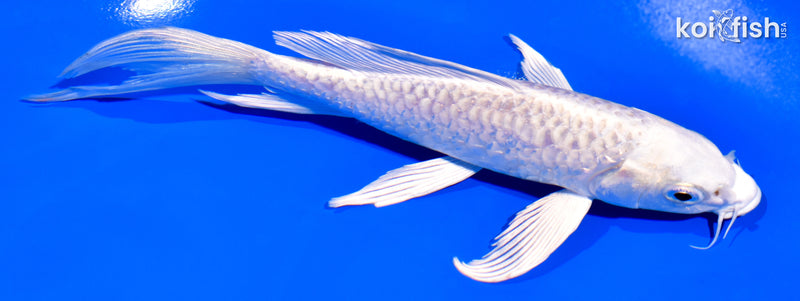 6.25" PLATINUM OGON BUTTERFLY