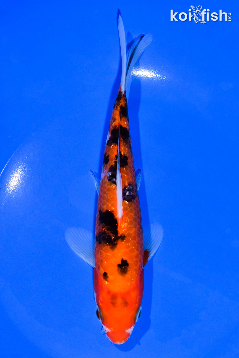 6.5" GINRIN AKA SANKE