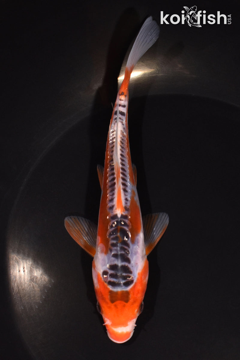 5.75" GINRIN HI SHUSUI