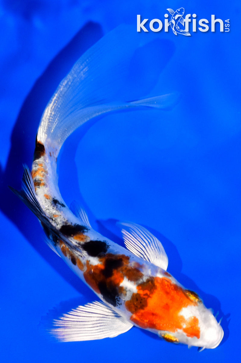 4.5" HEISEI NISHIKI BUTTERFLY