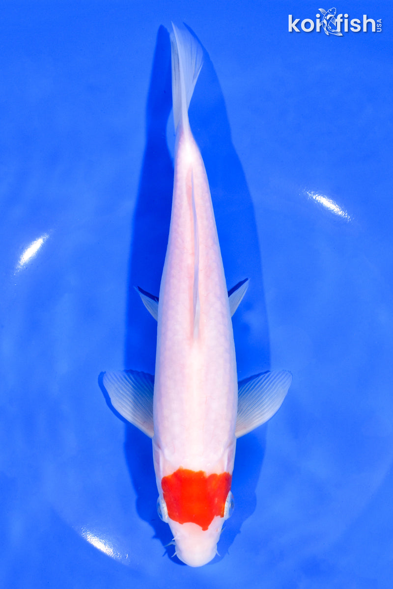 8.25" KOHAKU