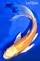 8.5" YAMABUKI OGON BUTTERFLY