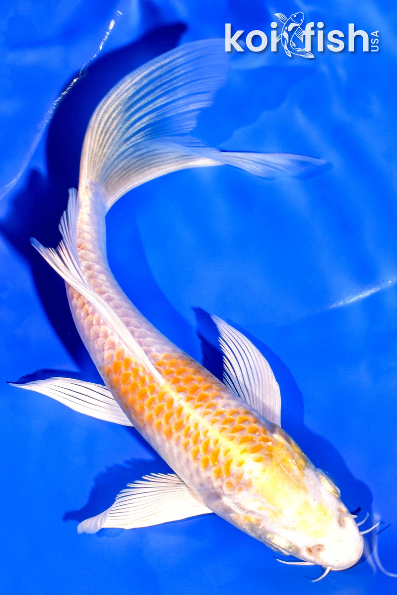 7" HARIWAKE BUTTERFLY