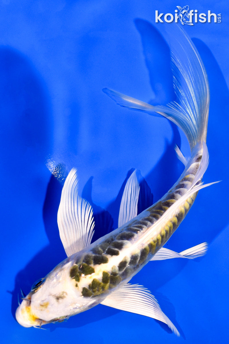 6.25" ARAGOKE KIN KIKOKURYU BUTTERFLY
