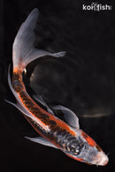 7.75" HI SHUSUI BUTTERFLY