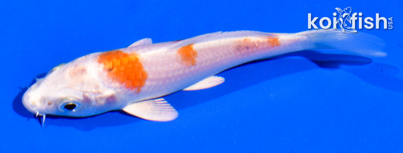 4.5" HARIWAKE