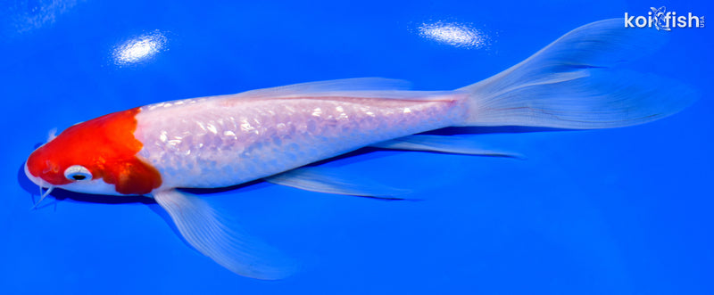 7.75" GINRIN KOHAKU BUTTERFLY