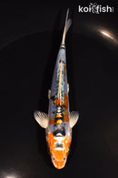 5.25" HEISEI NISHIKI