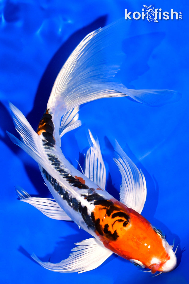 7.75" DOITSU KUJAKU BUTTERFLY