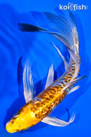 7.5" GINRIN ARAGOKE KIN KIKOKURYU BUTTERFLY