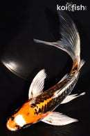 6.75" BENI KIKOKURYU BUTTERFLY