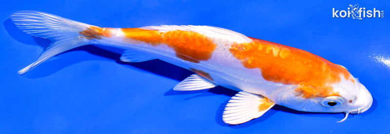 6.25" KIKUSUI