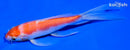 5.25" KOHAKU BUTTERFLY