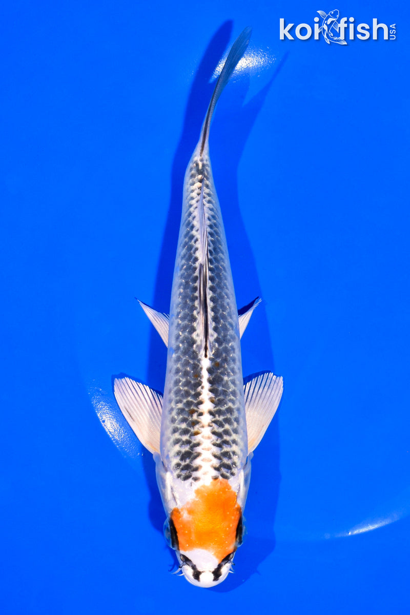 7.25" KUJAKU