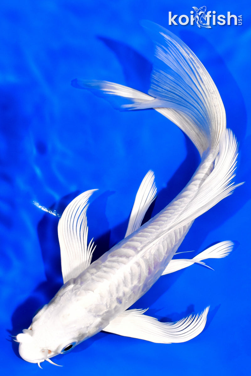 7.5" ARMOR SCALED DOITSU PLATINUM OGON BUTTERFLY
