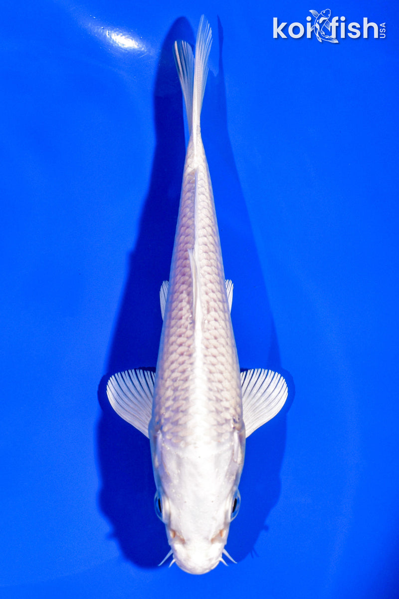 6" PLATINUM OGON