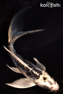 5.5" KIKOKURYU BUTTERFLY