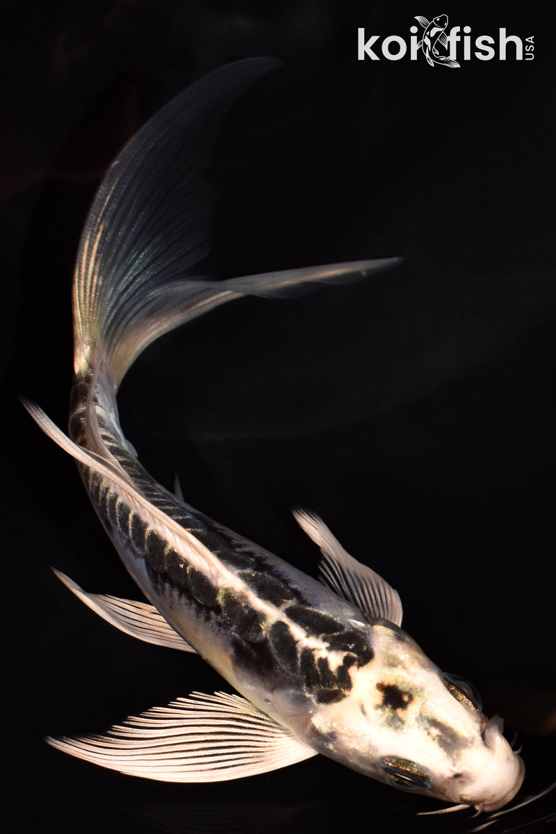 5.5" KIKOKURYU BUTTERFLY