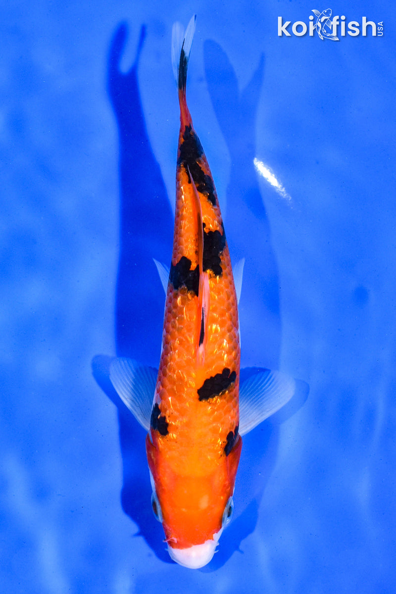 6.5" GINRIN AKA SANKE