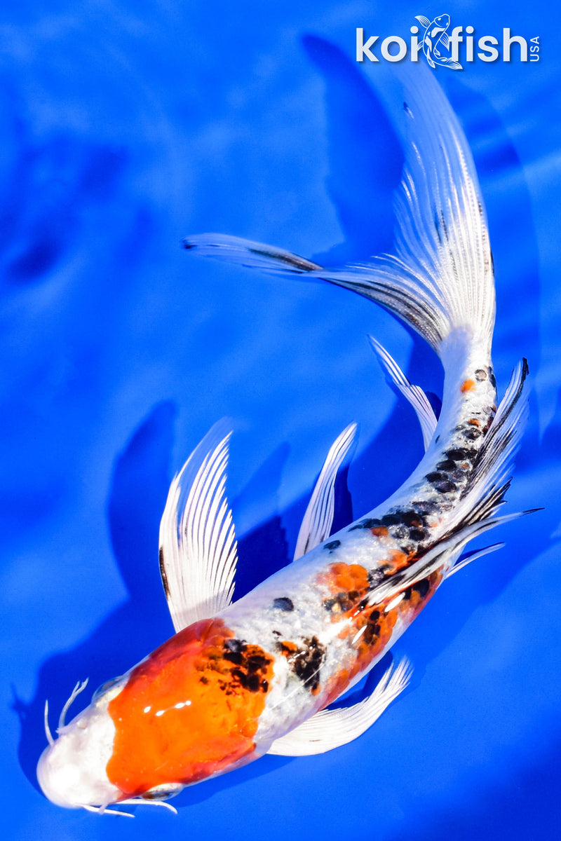 7.5" YAMATO NISHIKI BUTTERFLY