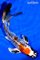 8" GINRIN BENI GINGA BUTTERFLY