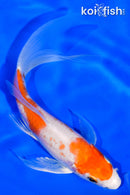 5.5" HARIWAKE BUTTERFLY