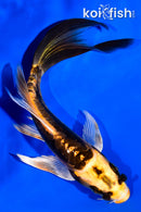 6" KIN KIKOKURYU BUTTERFLY