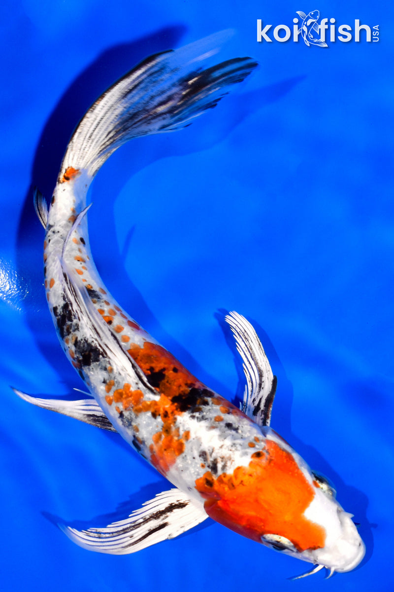 6.75" YAMATO NISHIKI BUTTERFLY