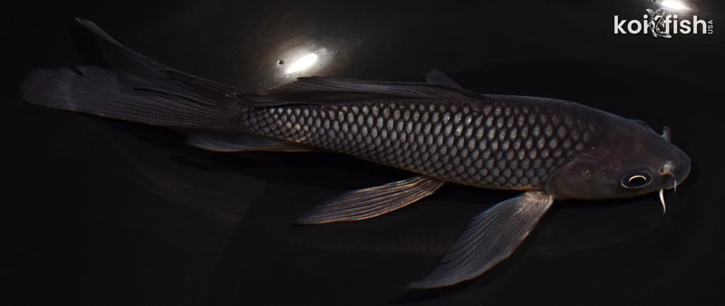 6.25" SOROGOI BUTTERFLY