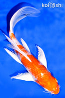 8" HARIWAKE BUTTERFLY