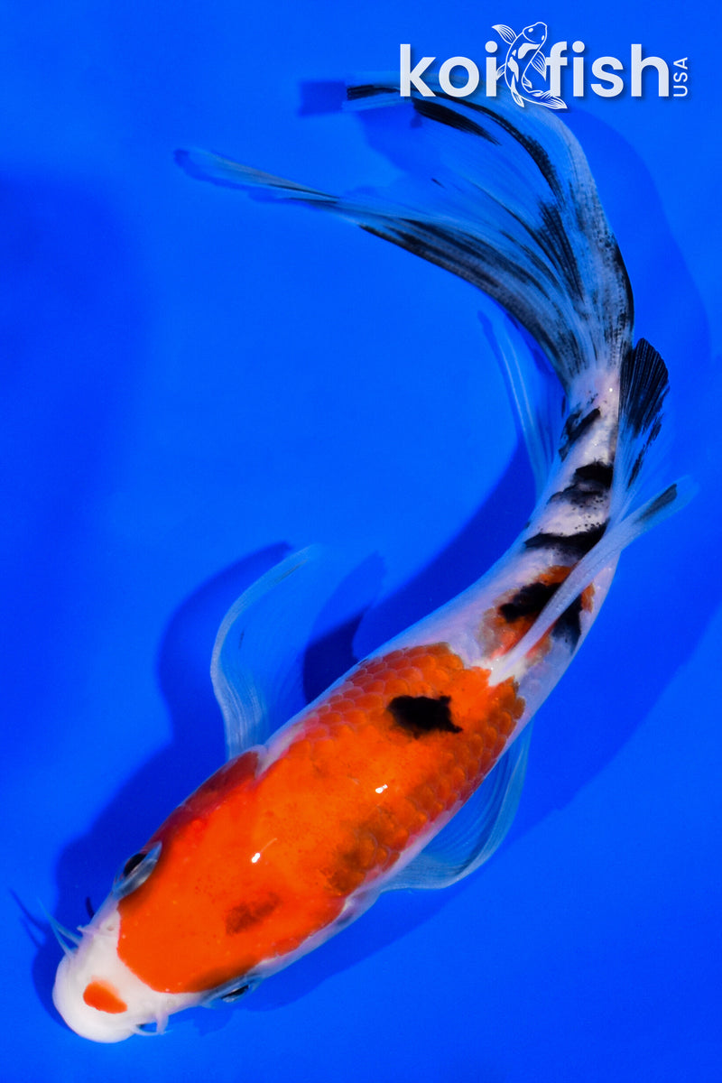 6.25" SANKE BUTTERFLY