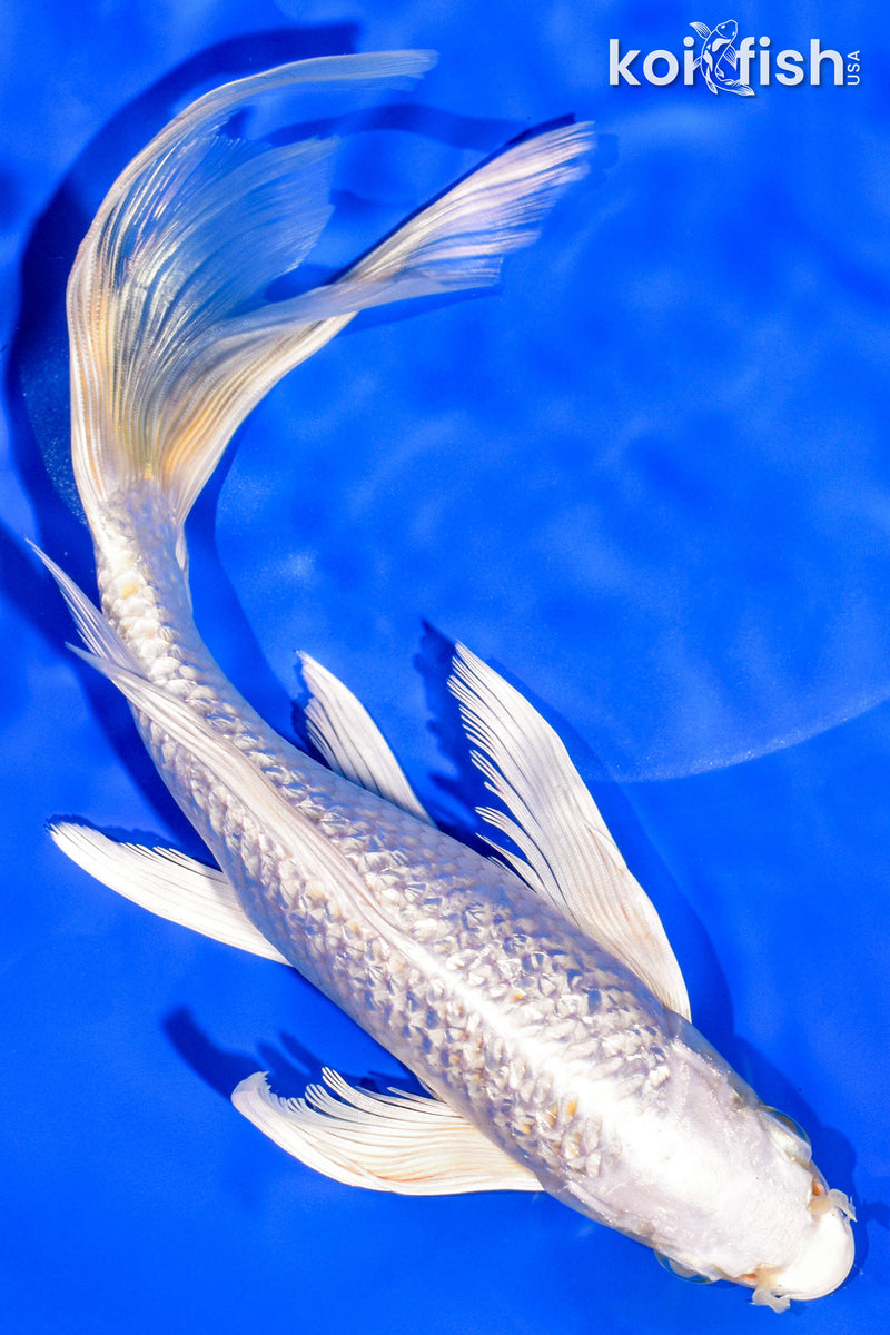 9.25" GINRIN PLATINUM OGON BUTTERFLY