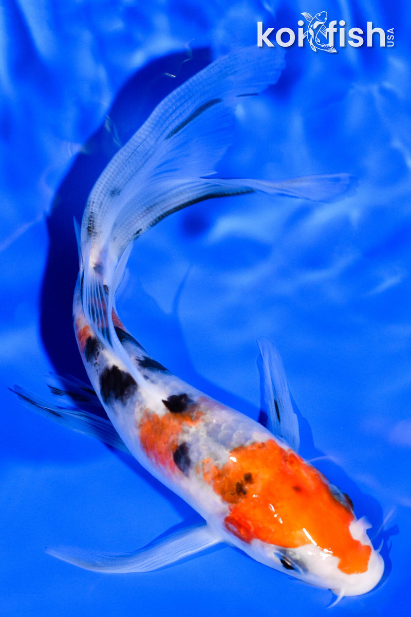 5.5" SANKE BUTTERFLY