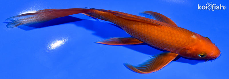 8" CHAGOI BUTTERFLY
