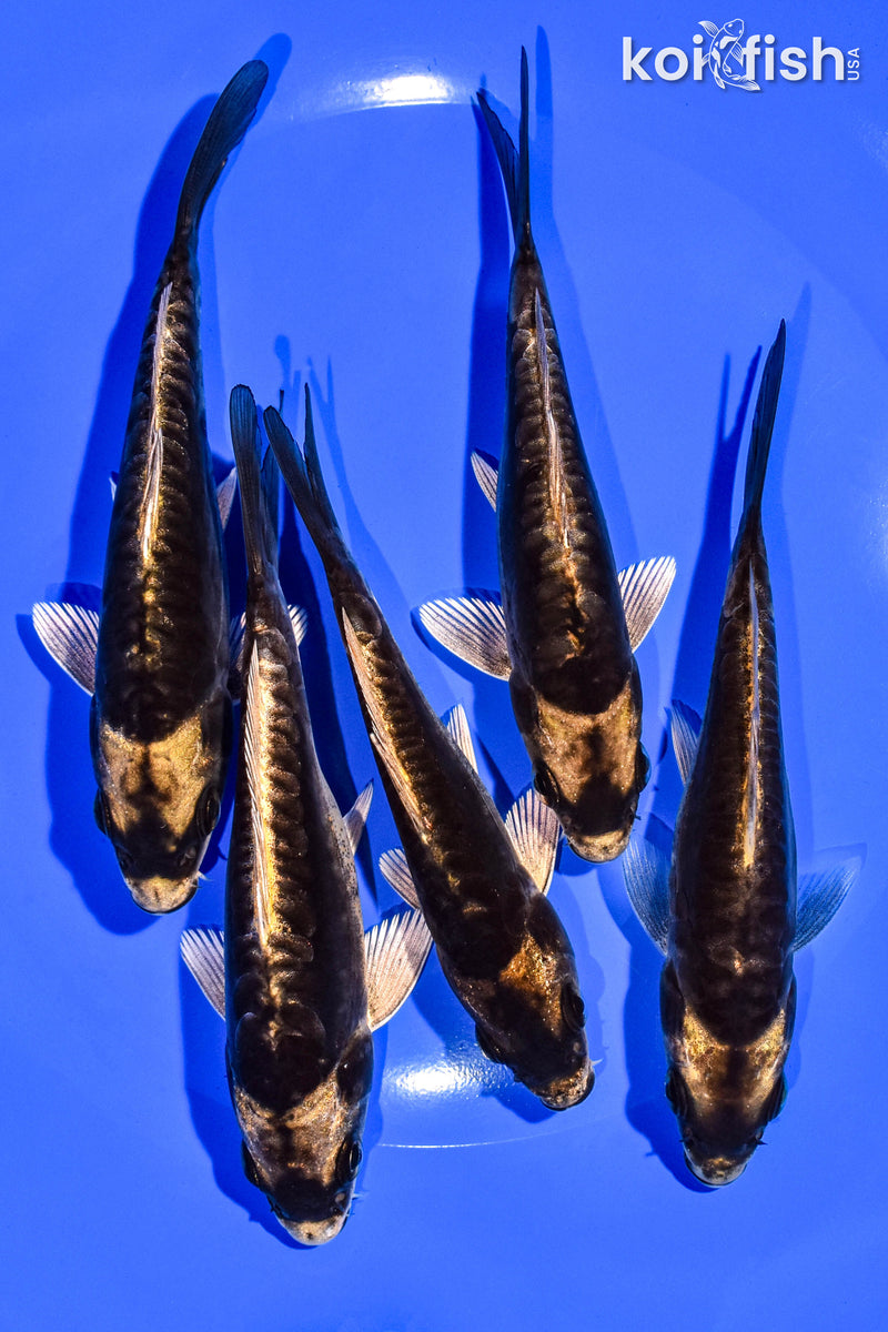 PACK OF (5) 4-5" STANDARD KOI