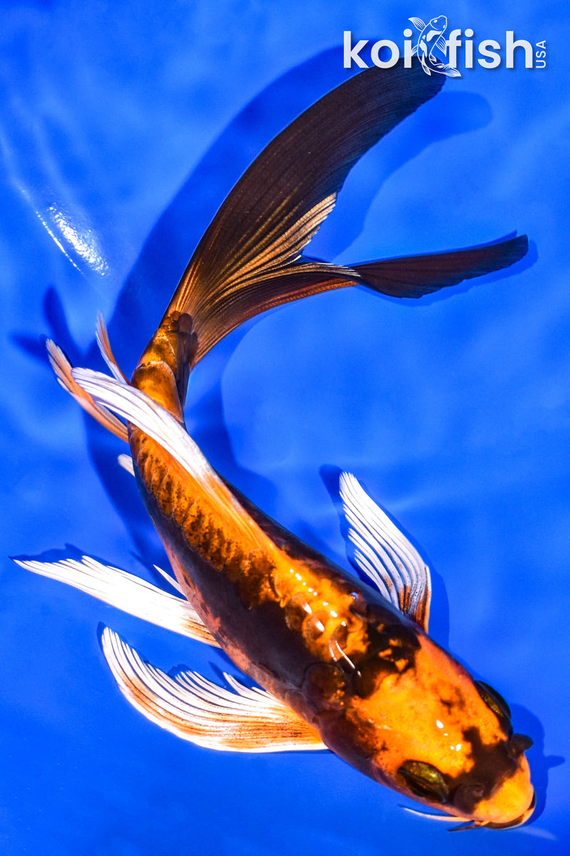 6.25" KABUTO BUTTERFLY