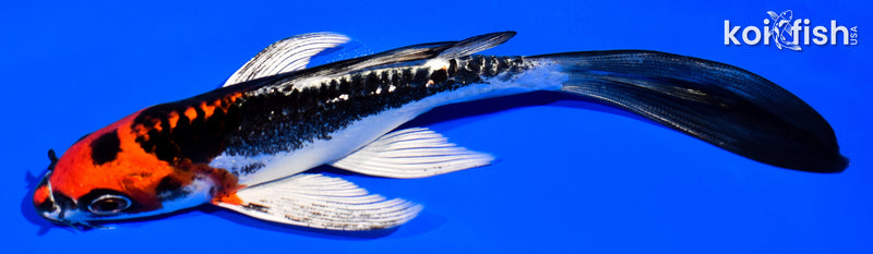 6.5" BENI KIKOKURYU BUTTERFLY