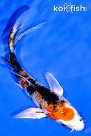 5.25" YAMATO NISHIKI BUTTERFLY