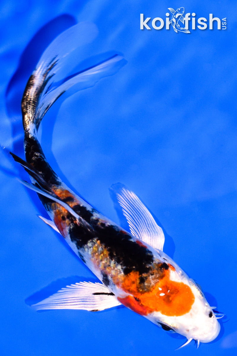 5.25" YAMATO NISHIKI BUTTERFLY