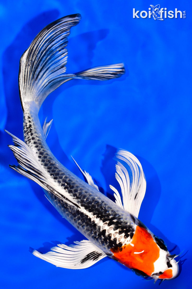 7.75" KUJAKU BUTTERFLY
