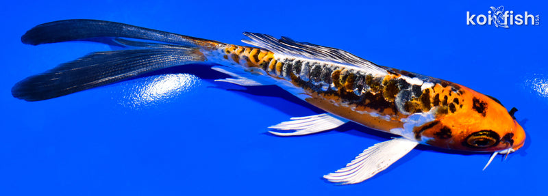 5.75" BENI KIKOKURYU BUTTTERFLY